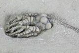 Crinoid (Cyathocrinites) Fossil - Crawfordsville, Indiana #87980-3